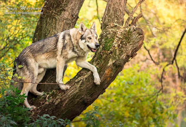 Vlk stromový