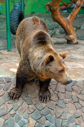 medved v zoo