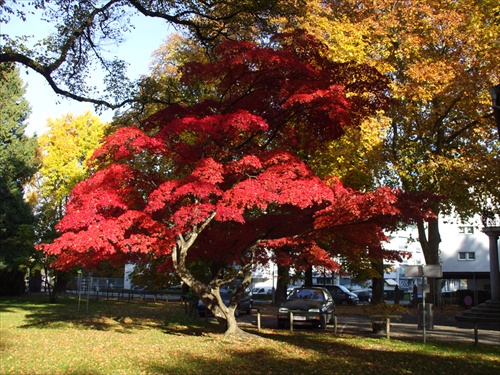 červený strom
