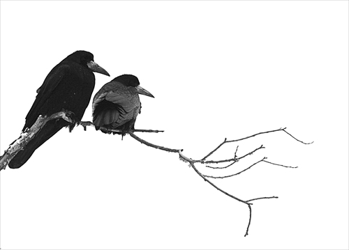 the Crows