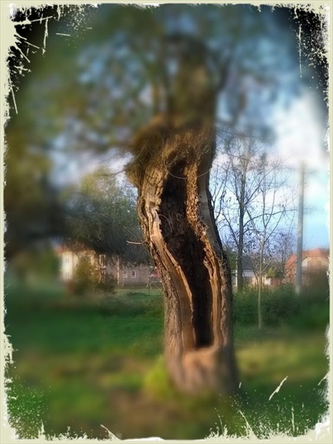 bútľavý strom za dedinou