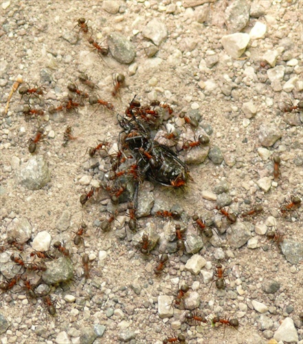 Mravce a korisť