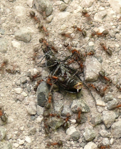 Mravce a korisť 2