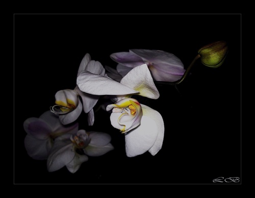...biela orchidea...