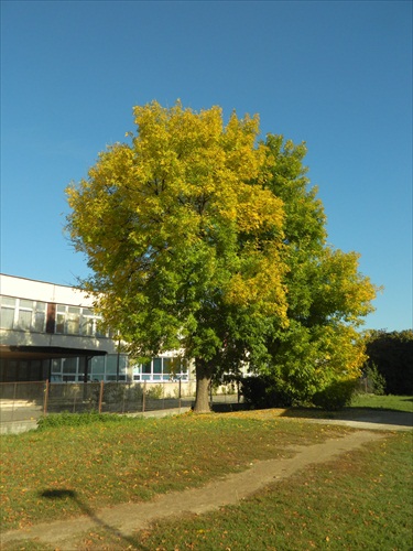 strom v jesennom šate...