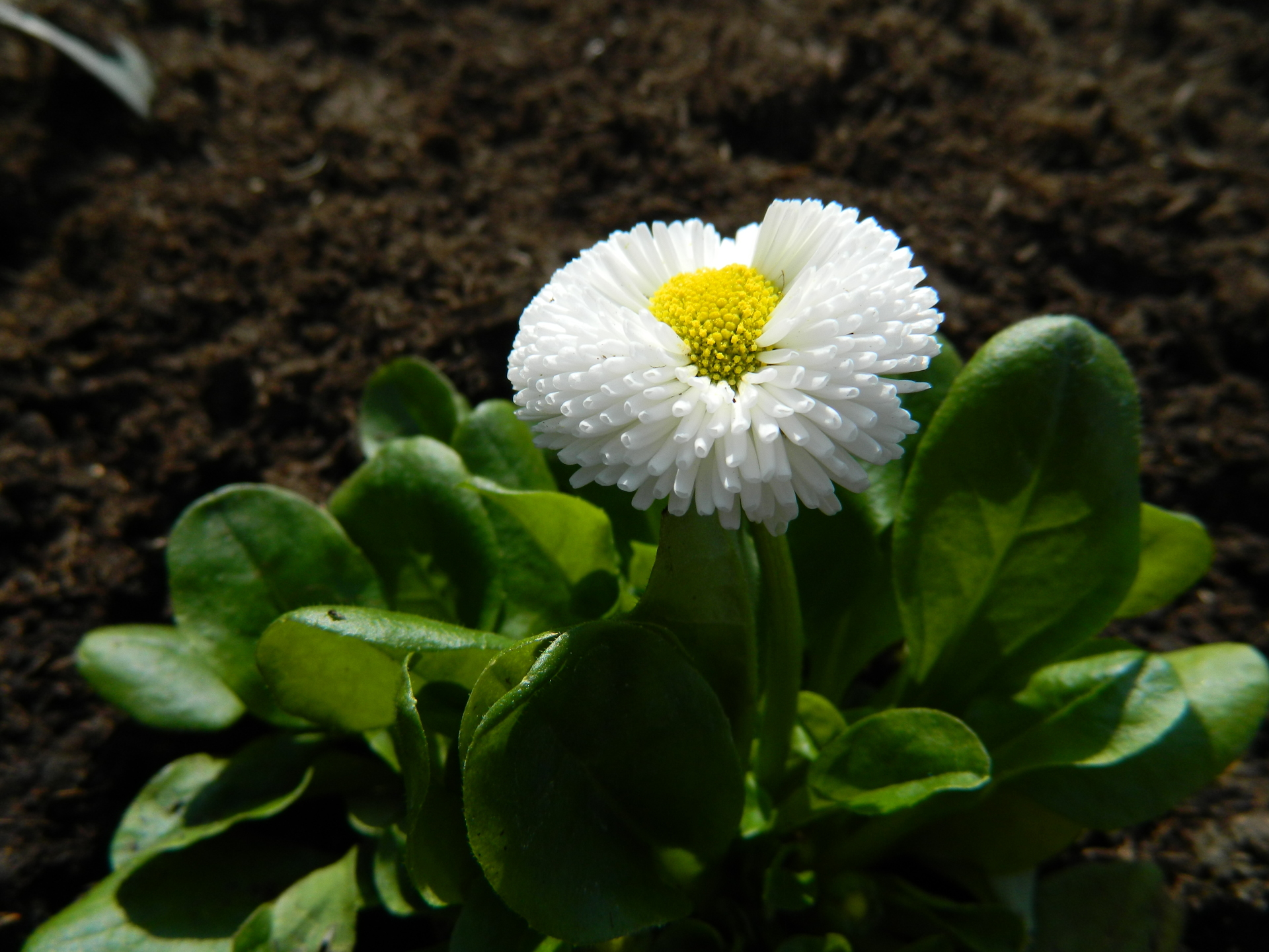 Biely Kvet 