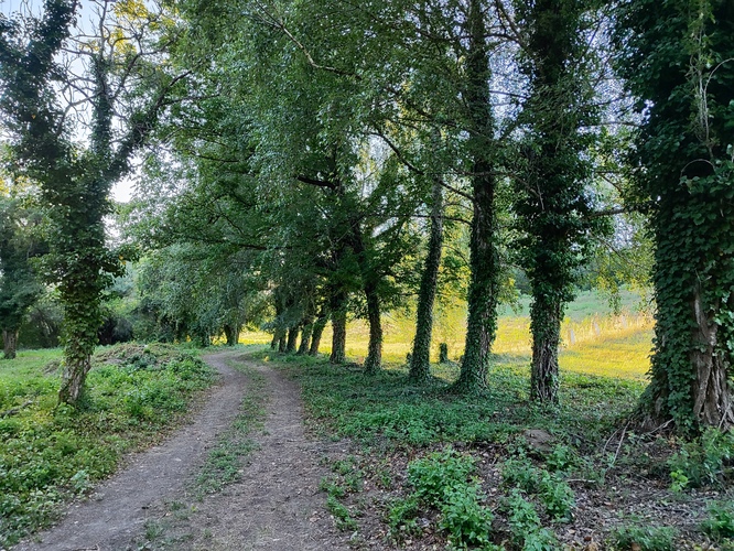 Stromoradie pri mŕtváku
