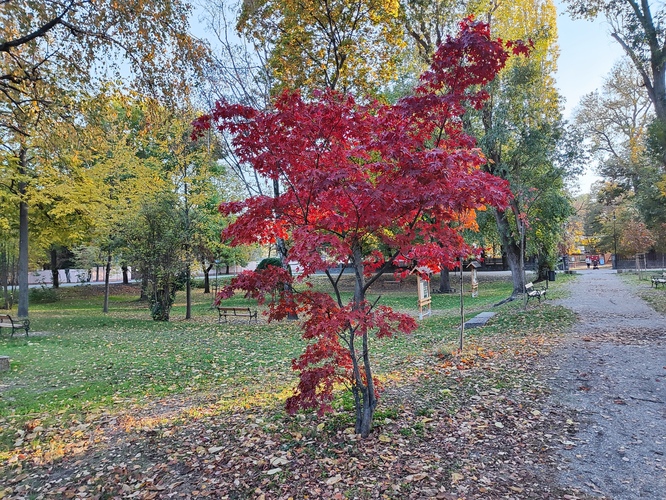 Červený Javor 