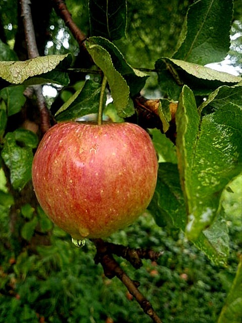 jabĺčko červené