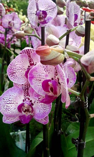 orchidea