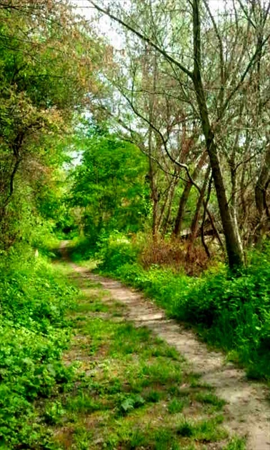 lesný chodníček