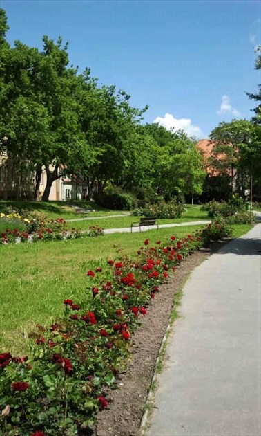 Ružový park