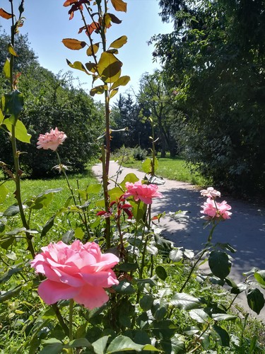 ružový park