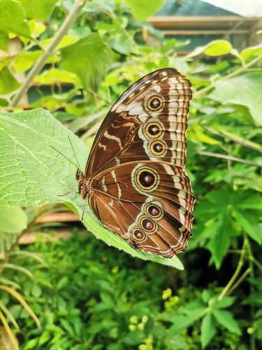 z Botanickej záhrady Košice