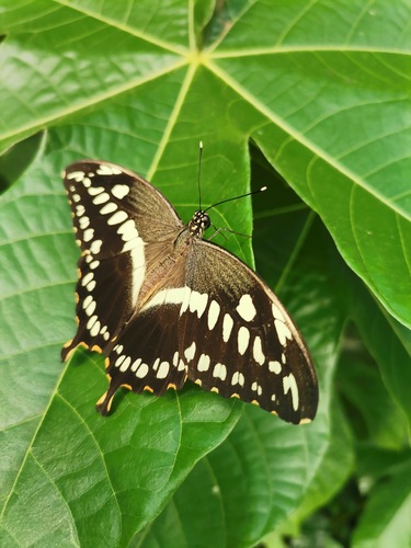 z Botanickej záhrady Košice