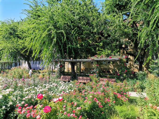 Ružový park TT