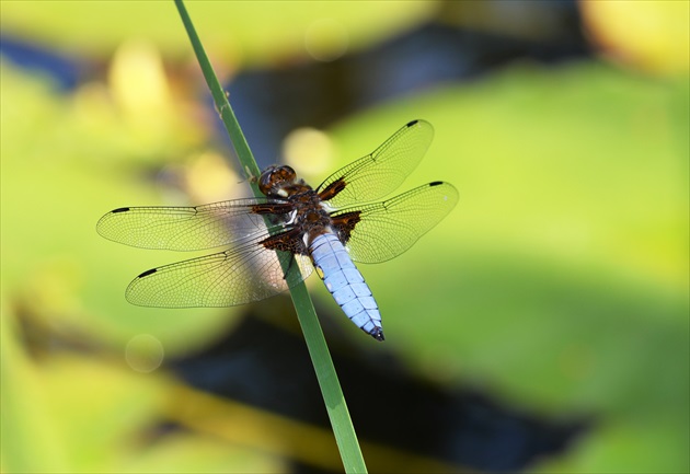 vážka ploská -(Libellula depressa)