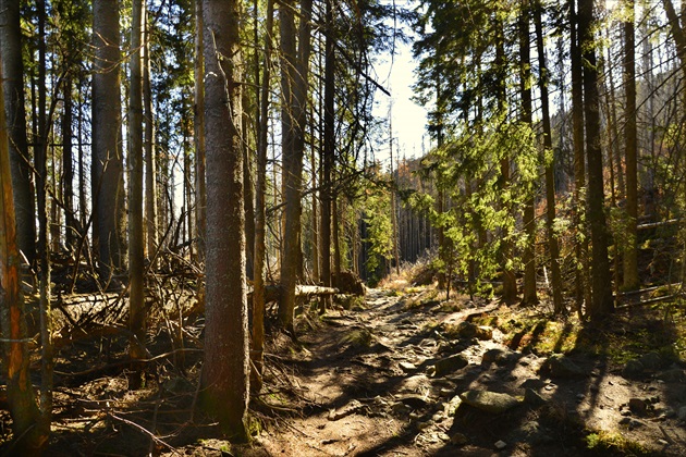 lesný chodník