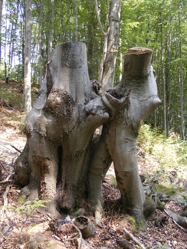 Lesný pár