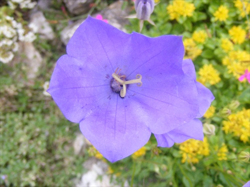 Platycodon grandiflorus