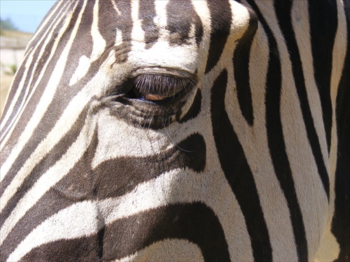 Zebra