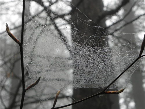 Pavučina v mokrom