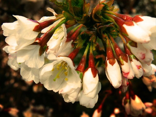 Jar v rozkvete