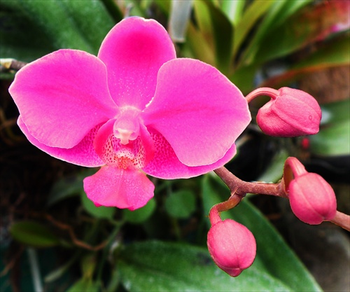 Orchidea v Botanickej zahrade
