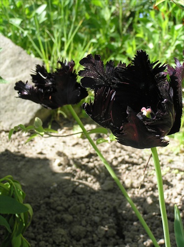 Čierny tulipán