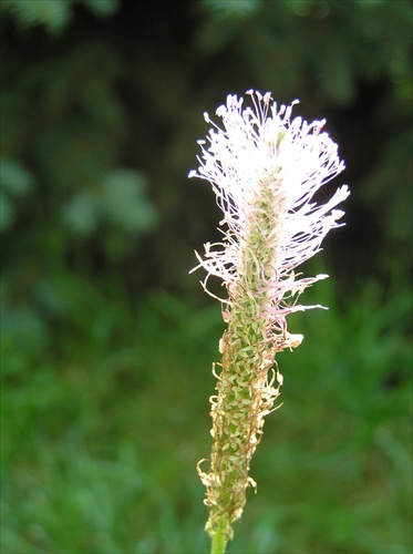 skorocelA BIELA