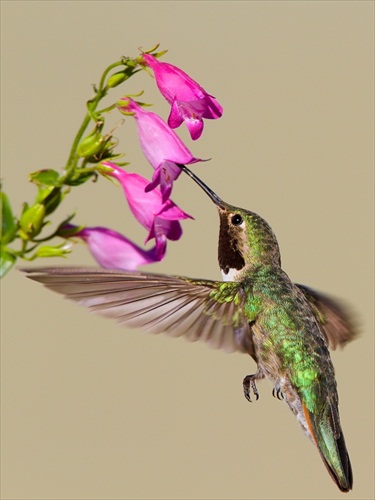 kolibrík
