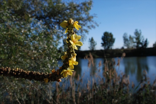 Kvetina