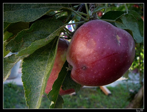 Jabĺčko