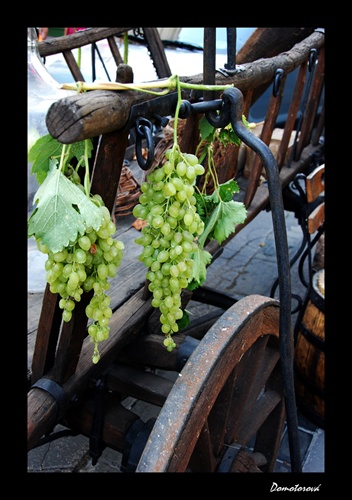 Vinobranie