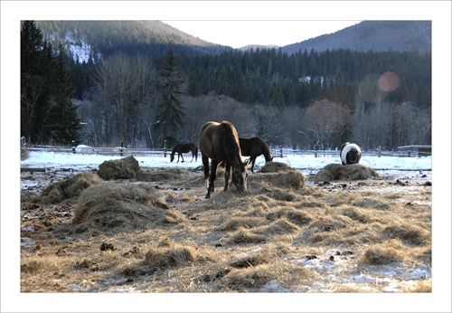 Koníky na ranči