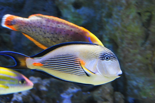 Morská ryba s bozkom na chvoste