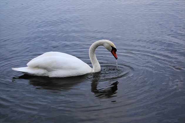 Labuť