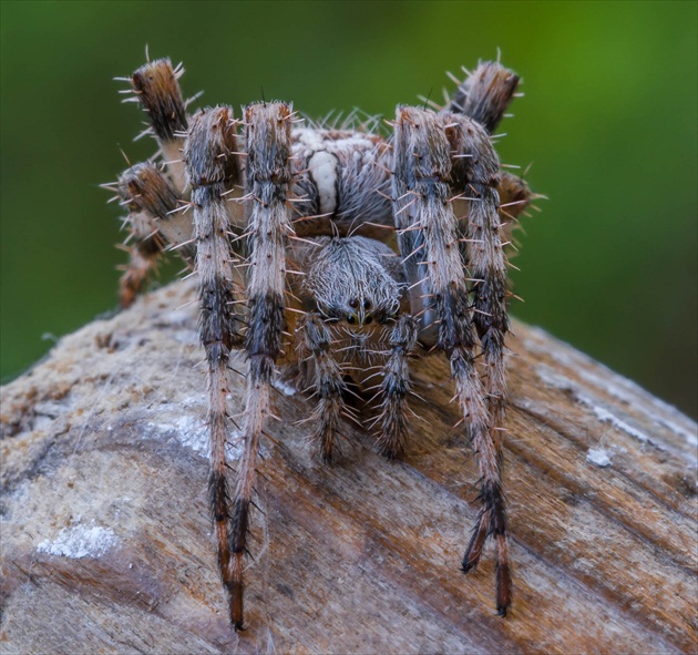 Križiak obyčajný – Araneus diadematus
