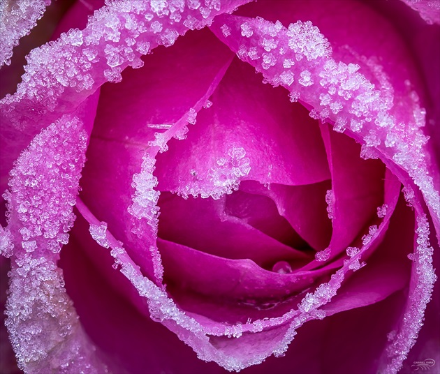 Detail ruže ľadovej