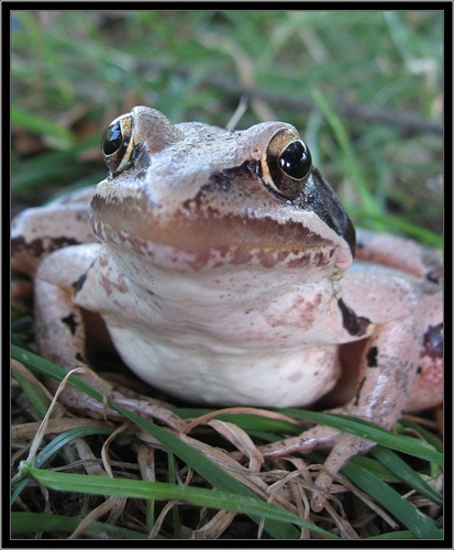 zvedavá žaba