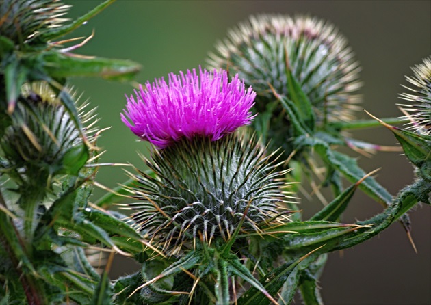 Skotski kvet