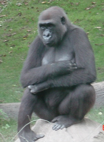 Gorila V NY BRONX ZOO