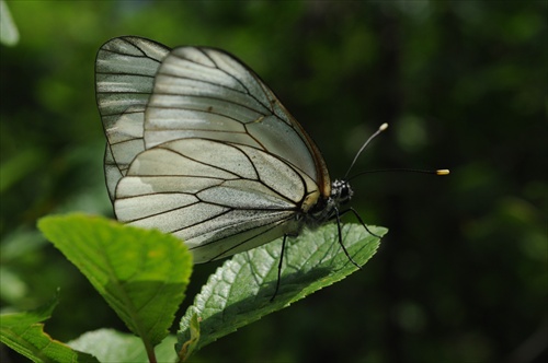 Mlynárik ovocný-Aporia crataegi