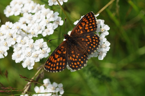 Hnedáčik-Mellicta athalia