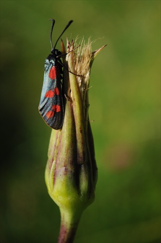 Vretienka obyčajná-Zygaena filipendula