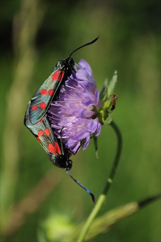 Vretienka obyčajná-Zygaena filipendula