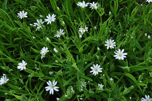 Hviezdica veľkokvetá -Stellaria holostea