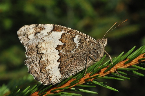 Očkáň stoklasový-Brintesia circe