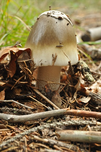 Muchotrávka umbrovožltá