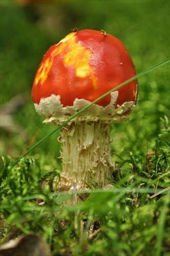 Muchotrávka červená